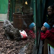 Kočka rybářská s ragbyovým míčem budila zájem návštěvníků zoologické zahrady, jak vidíte